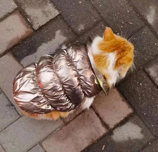 生活趣事：那些打破常规的意外搞笑瞬间